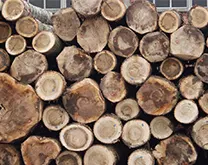 Selecting the high quality poplar and pine